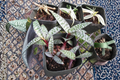 Variegated Silver Squill Live Plant (Ledebouria socialis) – Bulb Forming Succulent