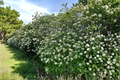 Mohican Viburnum Viburnum lantana ‘Mohican’ — 4-Inch Pot, Deciduous Flowering Shrub