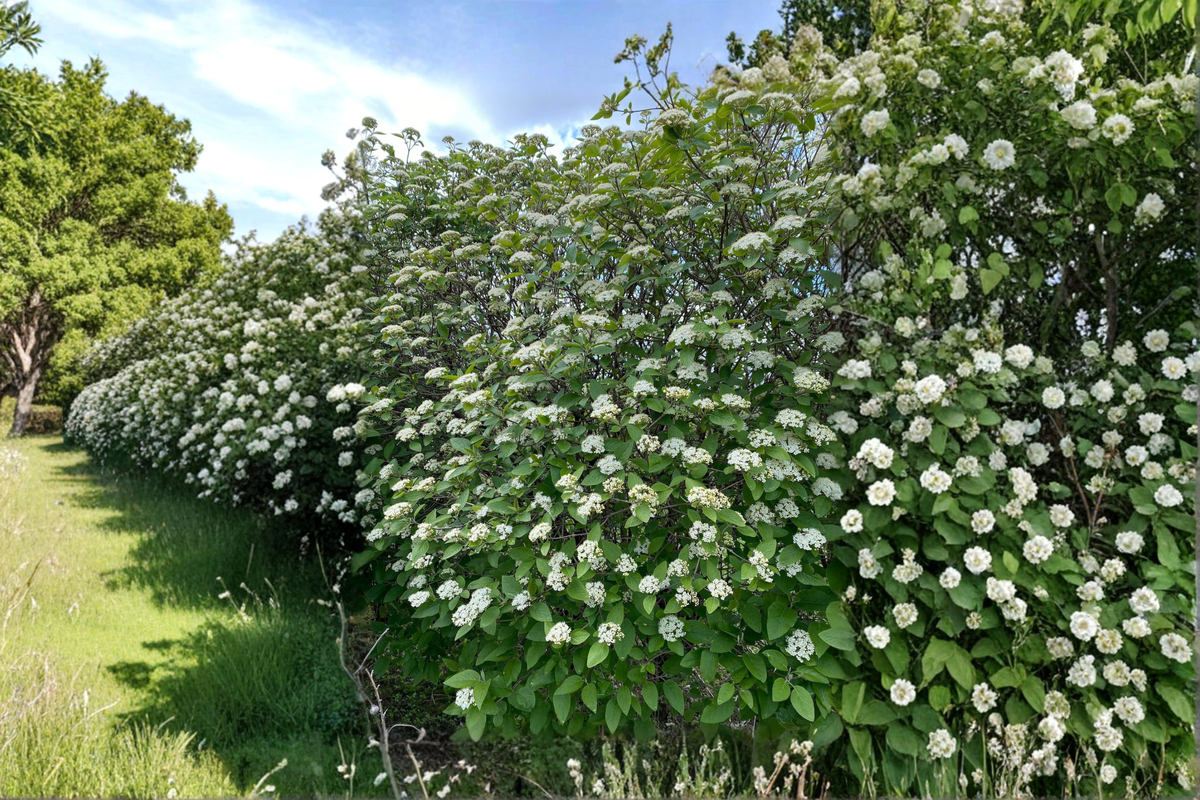 Mohican Viburnum Viburnum lantana ‘Mohican’ — 4-Inch Pot, Deciduous Flowering Shrub