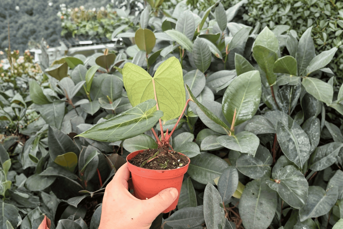 Antthurium Xone × Dressleri - 2 Bare Root Live Plants, 4-Inch Pot Size (Exact Plants pictured)