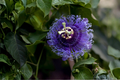Incense Passiflora Passiflora 'Incense' - Purple-Blue Passion Flower Vine Starter Plant in 4-Inch Pot