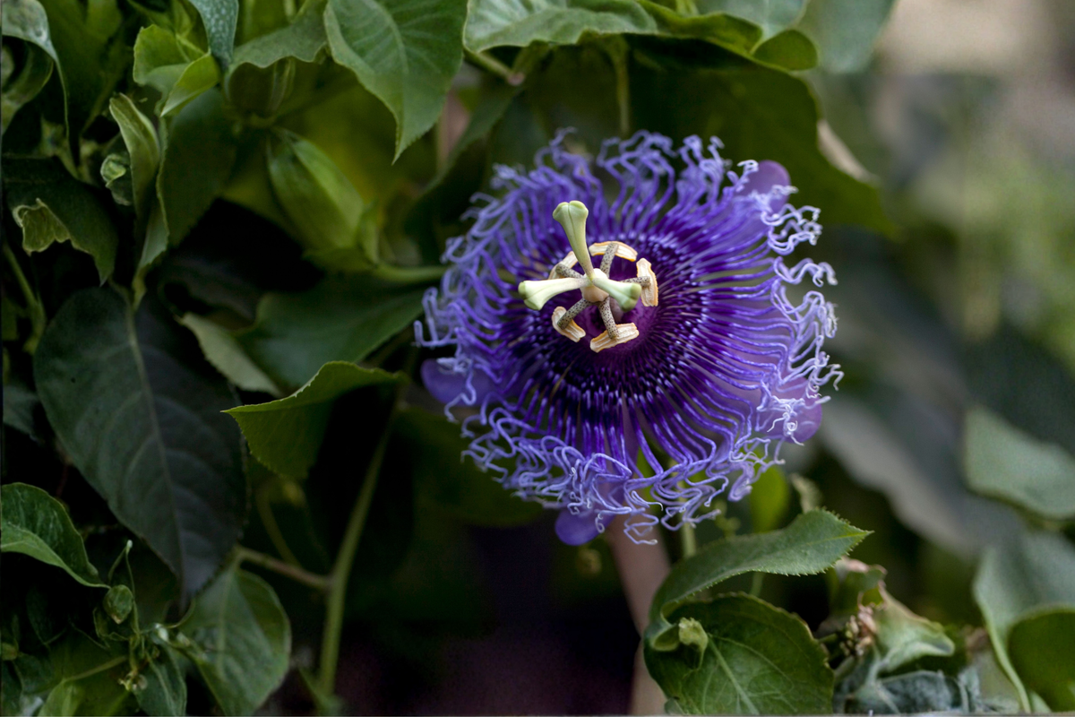 Incense Passiflora Passiflora 'Incense' - Purple-Blue Passion Flower Vine Starter Plant in 4-Inch Pot