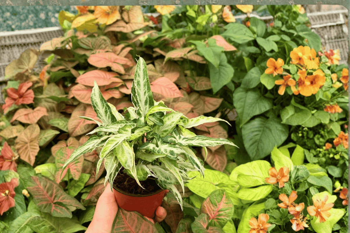 Syngonium Starlite (2 Exact Live Plants) - 4-Inch Pot