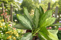 Aglaonema Silver Bay Live Plant - 6 Inch Grower Pot (Indoor Chinese Evergreen)