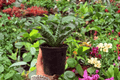 Sansevieria Hybrida Tiger - 2 Live Plants in 4" Pots (Exact Plants)