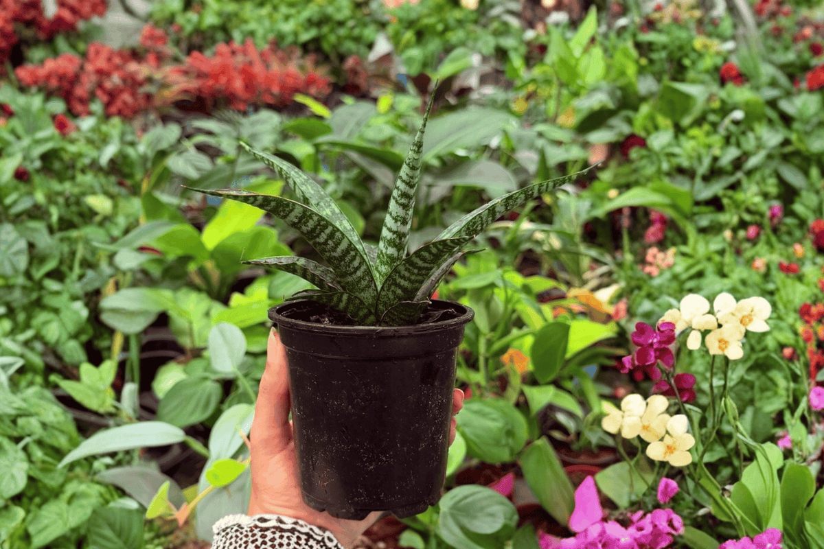 Sansevieria Hybrida Tiger - 2 Live Plants in 4" Pots (Exact Plants)