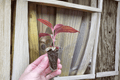 Medinilla Gregori Hambali Starter Plants – 2 Exact Live Plants, Bare Root