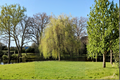 Golden Weeping Willow Cuttings (2) – Salix babylonica Ready to Plant