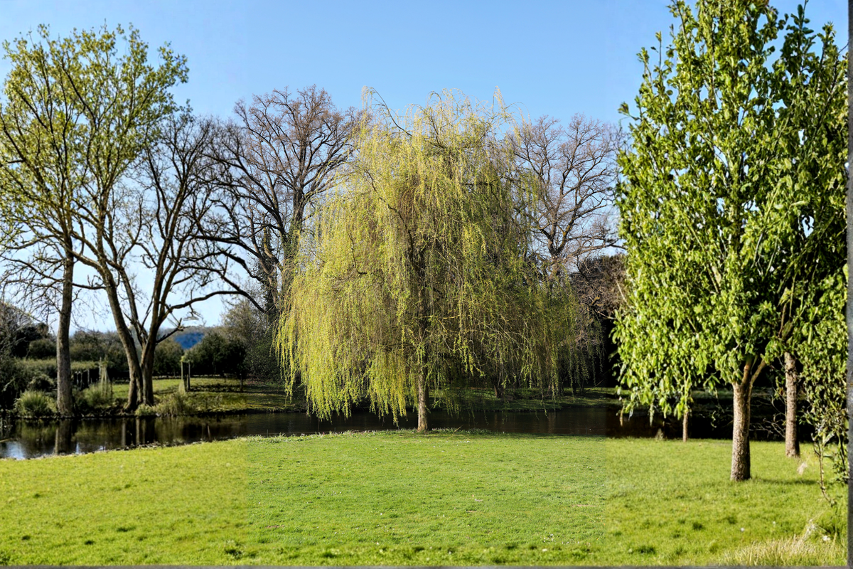 Golden Weeping Willow Cuttings (2) – Salix babylonica Ready to Plant