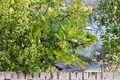 Yerba Mate (Ilex paraguariensis) - 2 Live Plants 4–6 in Tall - Ships No Pot