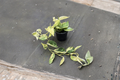 Scindapsus Marble Queen Satin Pothos | 4 Inch Rooted Starter Live Plant