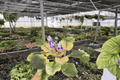 Harmony’s Purple Passion African Violet - 2 Live Plants, 4-Inch Pots