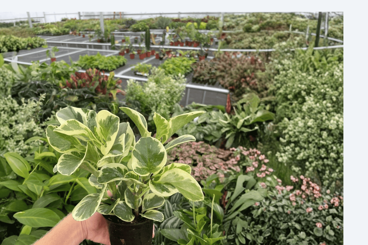 Marbled Peperomia obtusifolia (Variegated) - 2 Live Plants in 4-Inch Pots