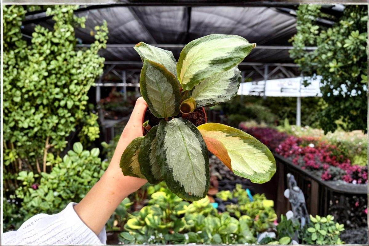 Calathea 'Royal Standard' Live Plants (Goeppertia) – 2-Pack, 4-Inch Pots