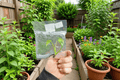 Monstera deliciosa 'Aurea' Tissue Culture Plants Bare Root — 2 Live Starter Plants