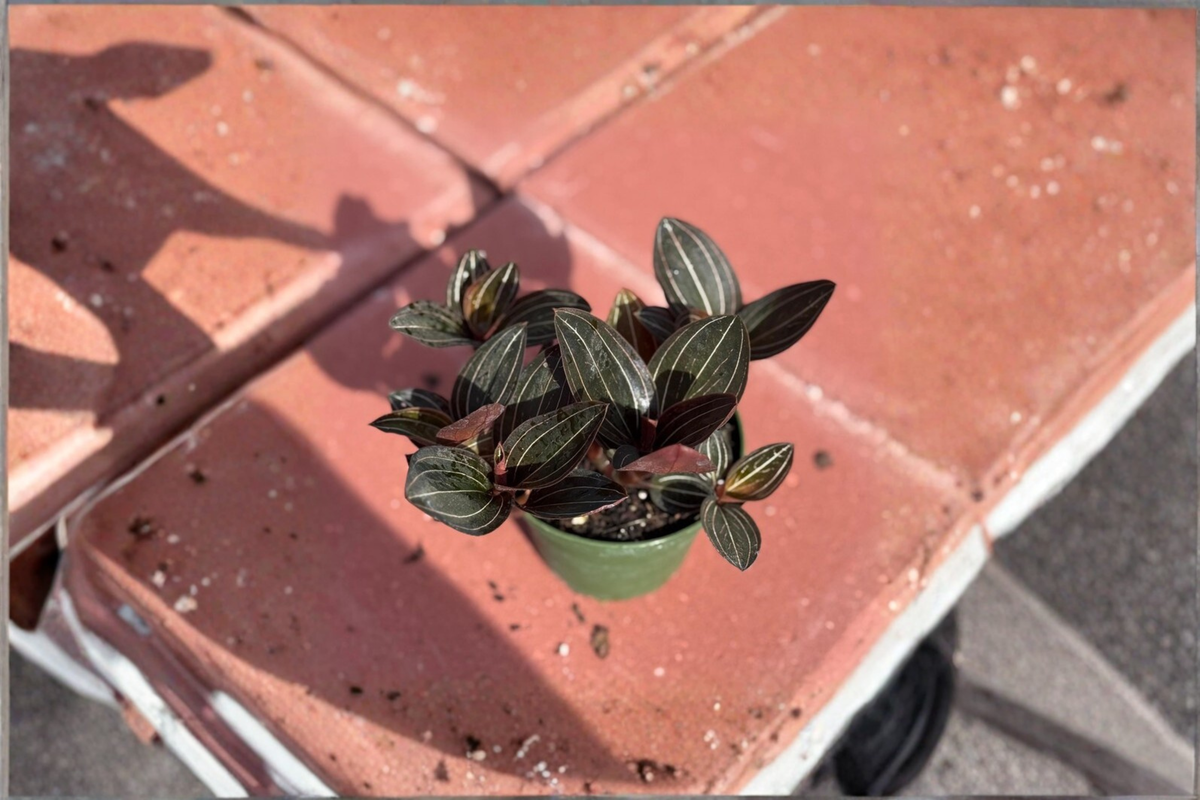 Jewel Orchid Ludisia discolor Starter Live Plant - 3" Pot