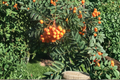 Pineapple Ground Cherry Seeds - Goldenberry (Physalis pruinosa) 40 Seeds for Garden or Container