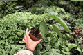 Alocasia Dark Star - 2 Live Plants in 4-Inch Pots – Exact Plants Pictured