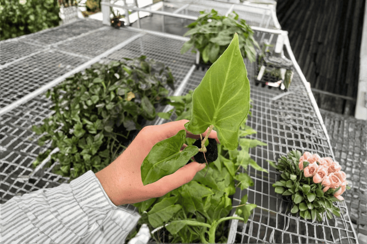 Alocasia 'Boa' Starter Plant Pair | Bare Root Live Plants