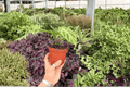 Anthurium Silver x Ferrari 2 Live Plants in 4-Inch Pots