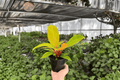Philodendron Prince of Orange 2 Live Plants in 4-Inch Pots