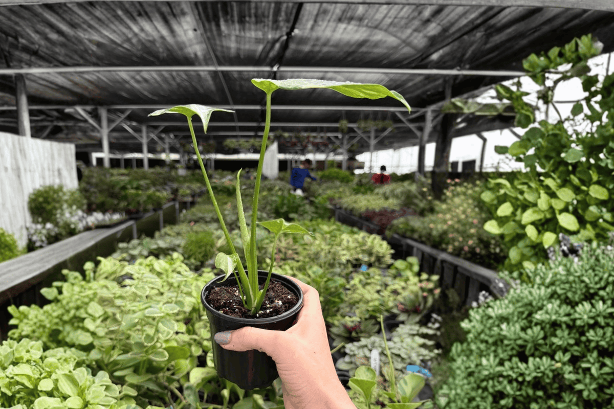 Monstera Thai Constellation (Monstera deliciosa 'Thai Constellation') - 2 Live 4-Inch Pots
