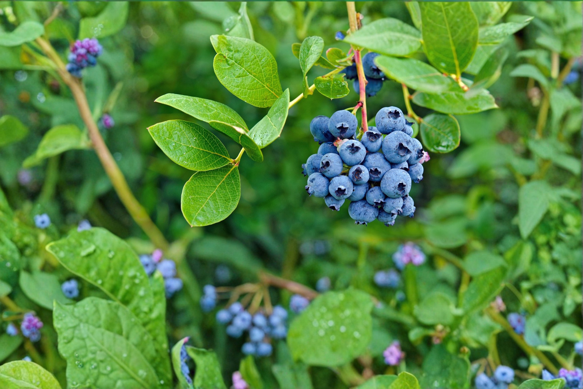 Premier Blueberry Bush Live Plant 1-3 ft | Vaccinium spp. Fruit Shrub