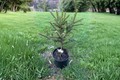 Brewer Spruce Emerald Midget Live Plant 1 Gallon Pot | Picea breweriana 10" Tall