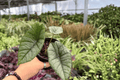 Alocasia Platinum Bisma (Bisma) - 2 Live 4-Inch Pots