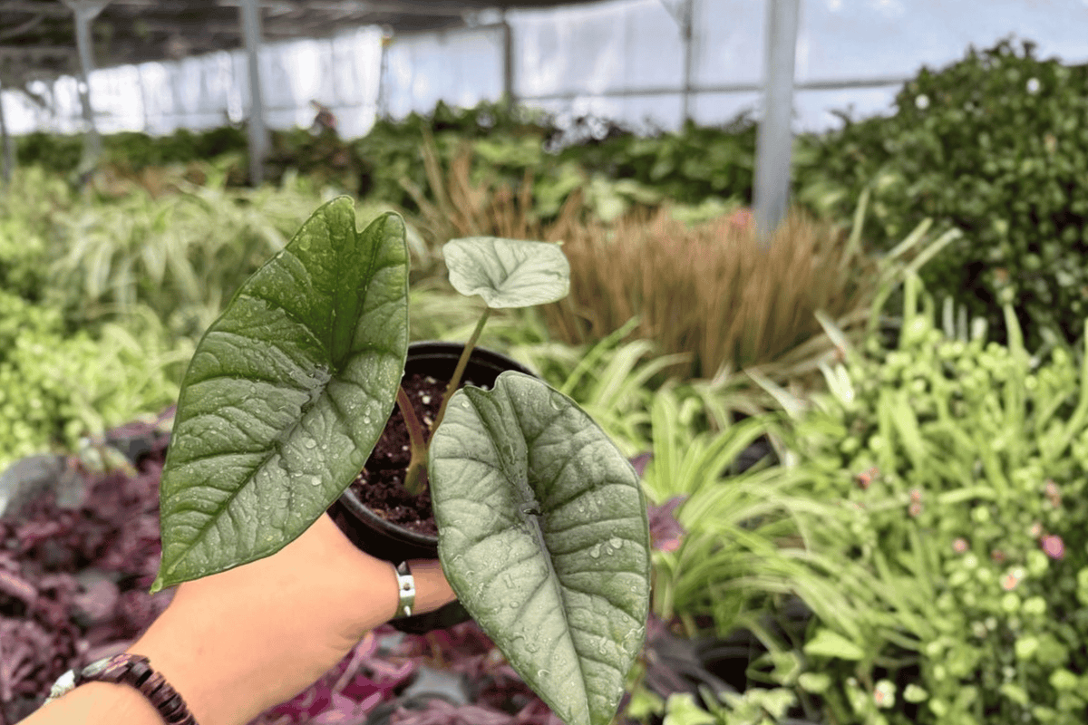 Alocasia Platinum Bisma (Bisma) - 2 Live 4-Inch Pots