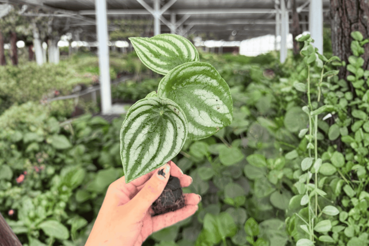 Watermelon Peperomia (Peperomia argyreia) Starter Plants – 2 Exact Live Plants