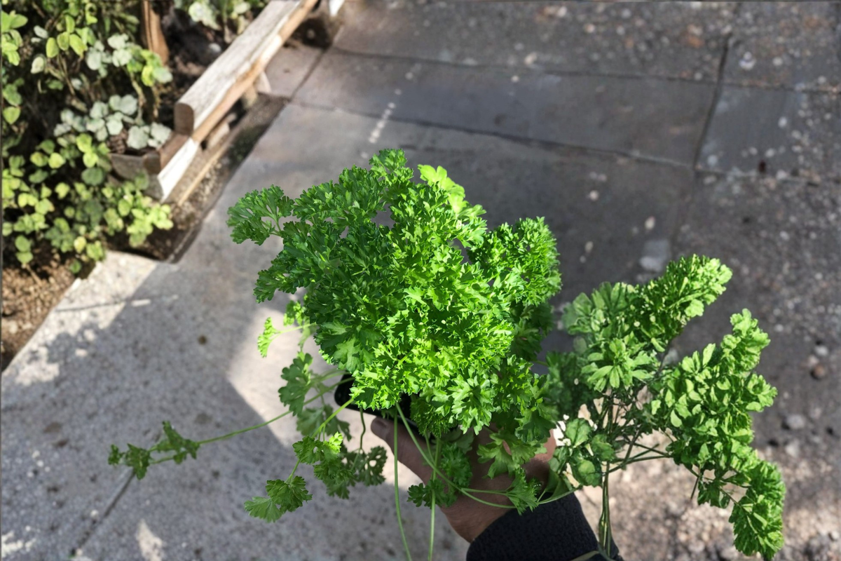 Curly Parsley Live Herb Plant - Petroselinum Crispum, Rooted Starter Plant (Shipped Without Pot)