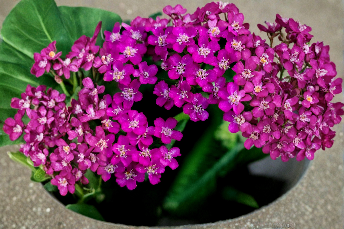 New Vintage Violet Yarrow - 3 Rooted Starter Plants in 1 Qt Pots