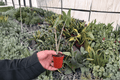 Alocasia Zebrina Starter Plants (2) Bare Root | Tropical Foliage