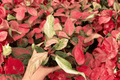 Philodendron Fire Phoenix - 2 Live Plants in 4-Inch Bare Root