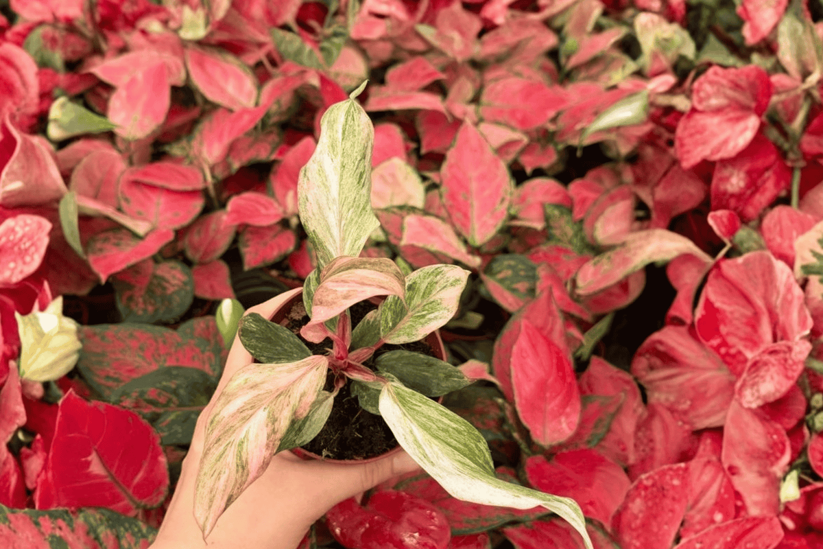 Philodendron Fire Phoenix - 2 Live Plants in 4-Inch Bare Root