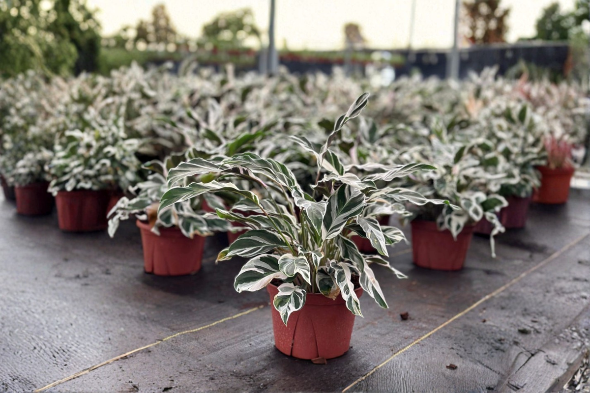Calathea White Fusion Live Plant - Rooted 4" or 6" Pot