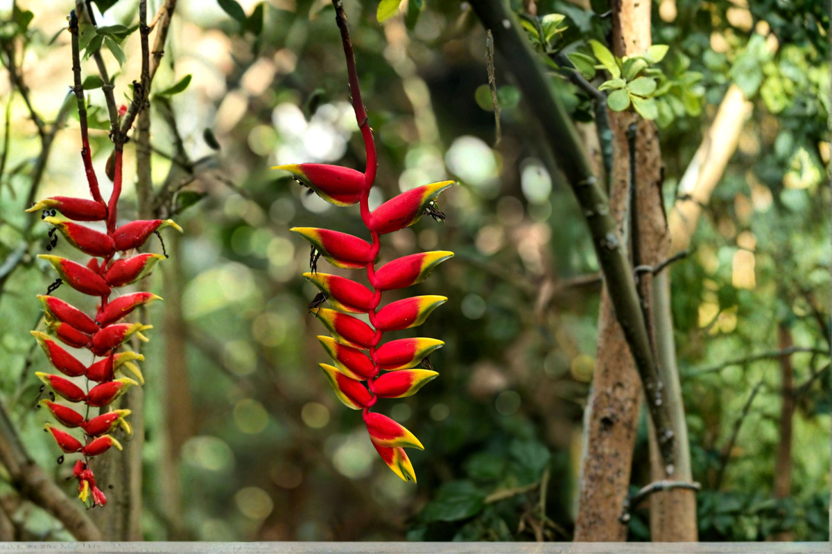 Heliconia rostrata Rhizomes – 2 Live Pendant Lobster Claw Tubers