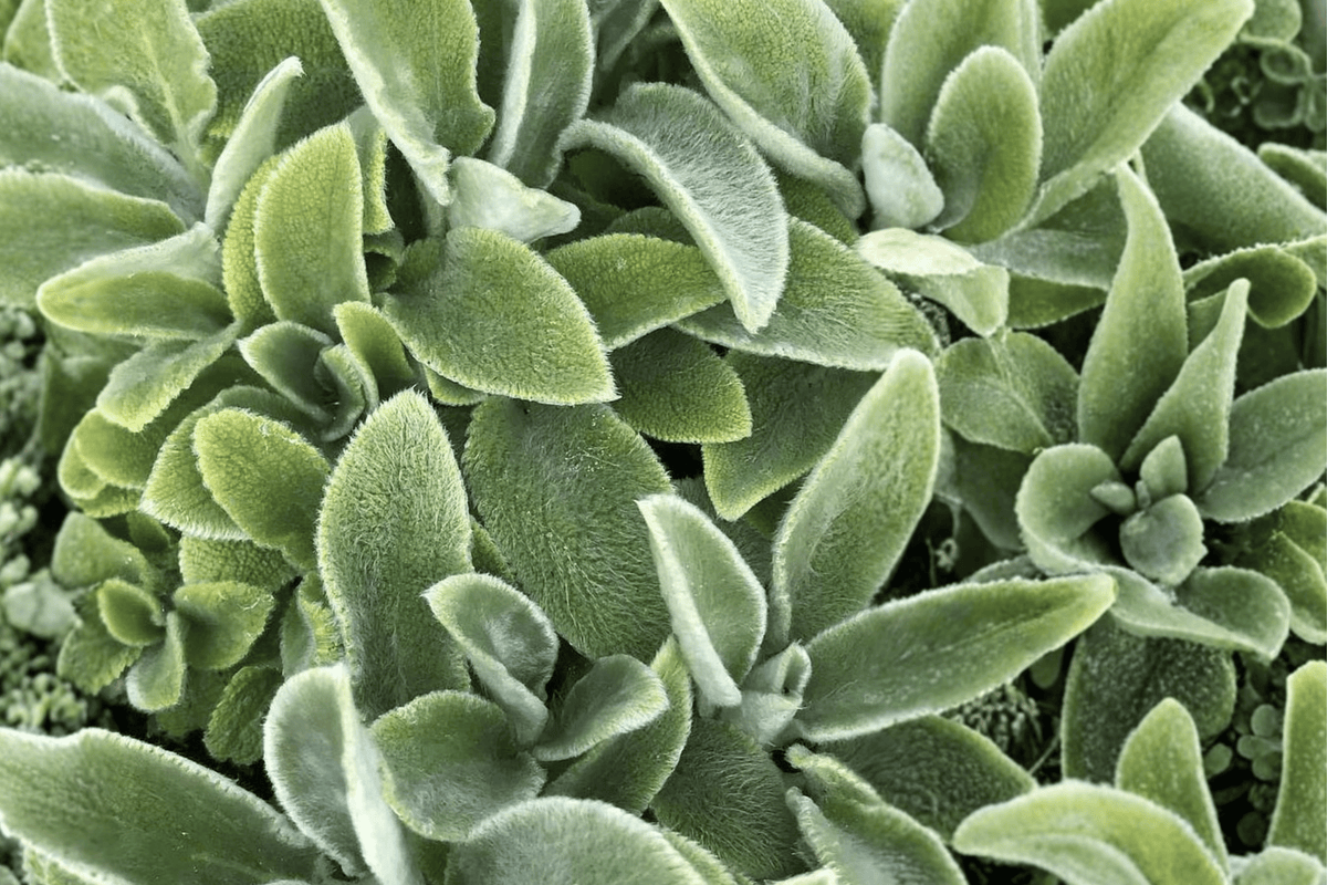 Primrose Heron Lamb’s Ear (Stachys byzantina ‘Primrose Heron’) – 4-Inch Pot, Live Plant