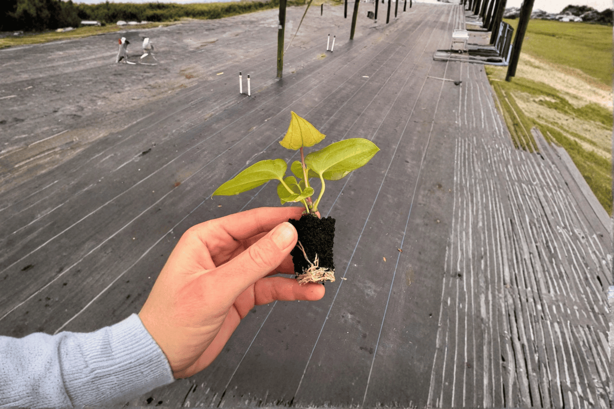 Anthurium Dark Phoenix × Crystallinum Dark Form Starter Plants – 2 Live Bare Root Anthurium Hybrid