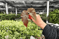 Begonia Fannie Moser Starter Plants - 2 Live Plants (Exact) in 2-Inch Size