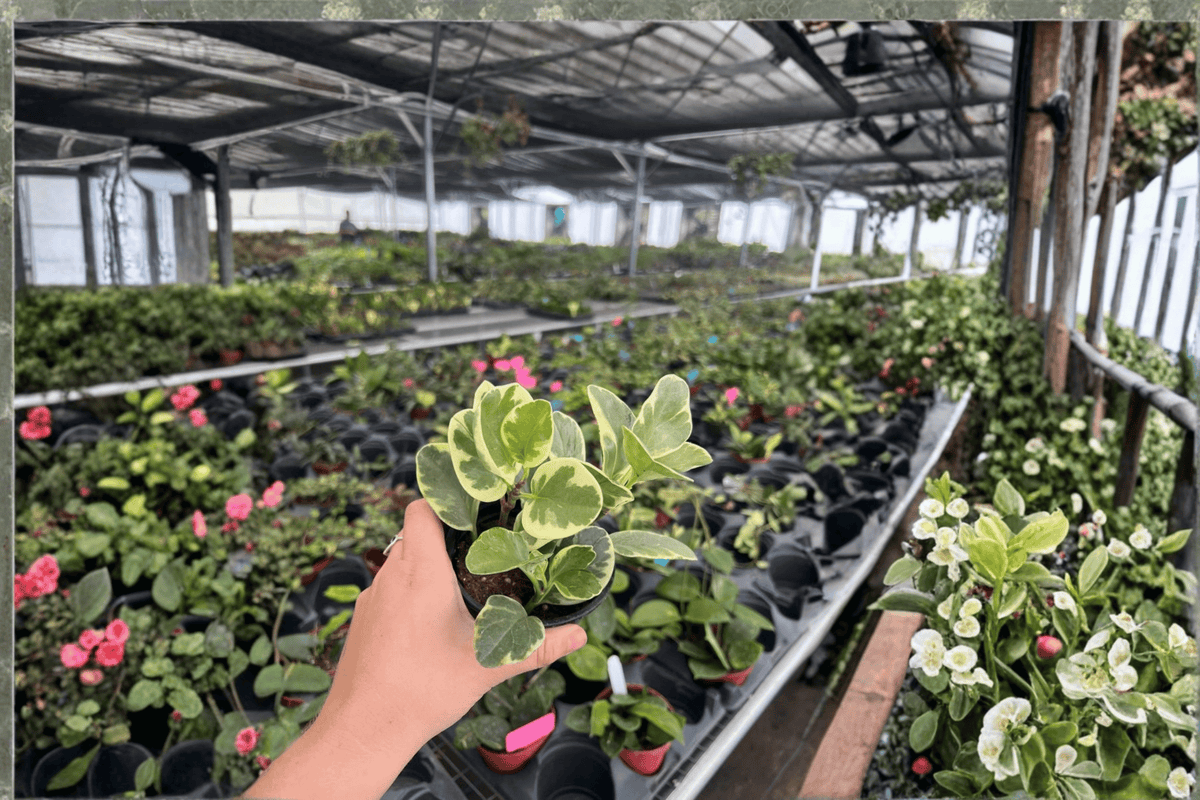 Peperomia albomarginata – 2 Live Plants in 4-Inch Pots