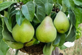 Semi-Dwarf Pear Tree Seeds – 5 Seeds, Pyrus communis, Home Orchard