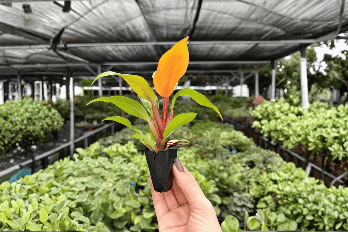 Philodendron Cherry Red 2 Starter Plants - Bare Root, 2-Inch Pots