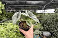 Alocasia Platinum Bisma - 2 Live Plants in 4-Inch Pots (Potted, Exact Listing)