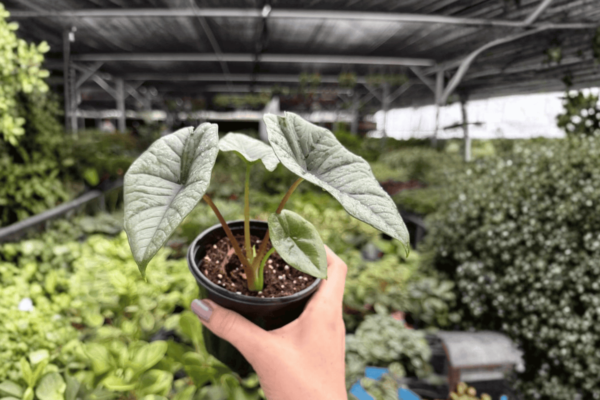 Alocasia Platinum Bisma - 2 Live Plants in 4-Inch Pots (Potted, Exact Listing)