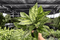 Aglaonema Wintery Winehouse - 2 Live Plants in 4-Inch Pots
