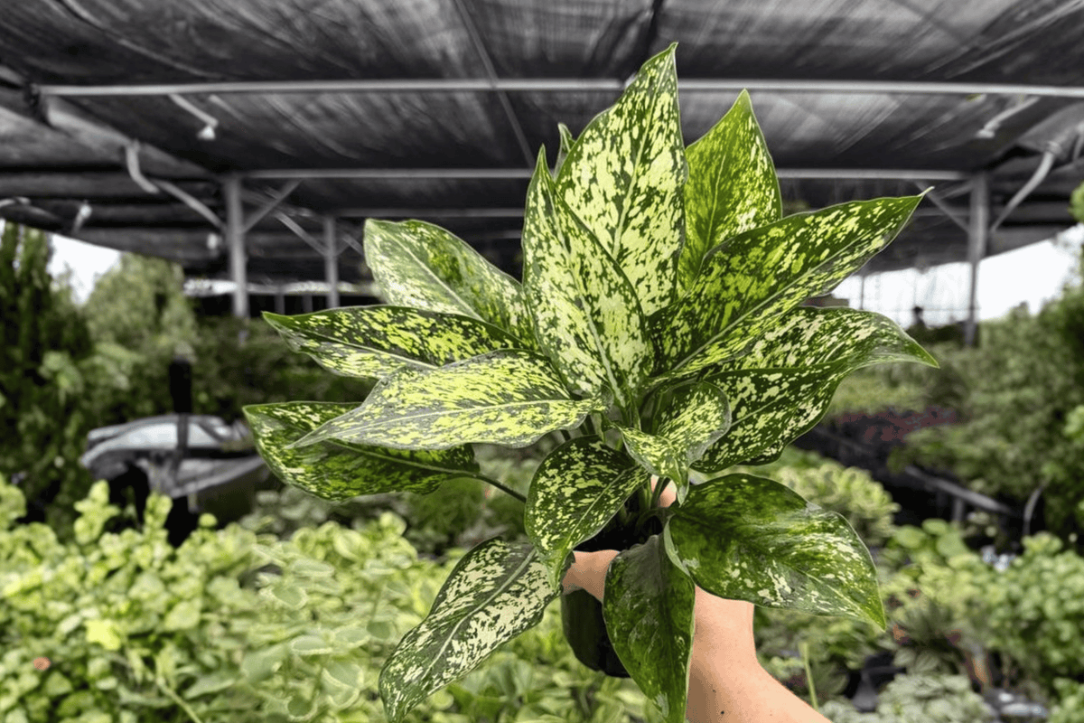 Aglaonema Wintery Winehouse - 2 Live Plants in 4-Inch Pots