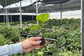 Red Planet Hibiscus 2 Live Starter Plants in Soil Pods – Hibiscus 'Red Planet' (No Pots)
