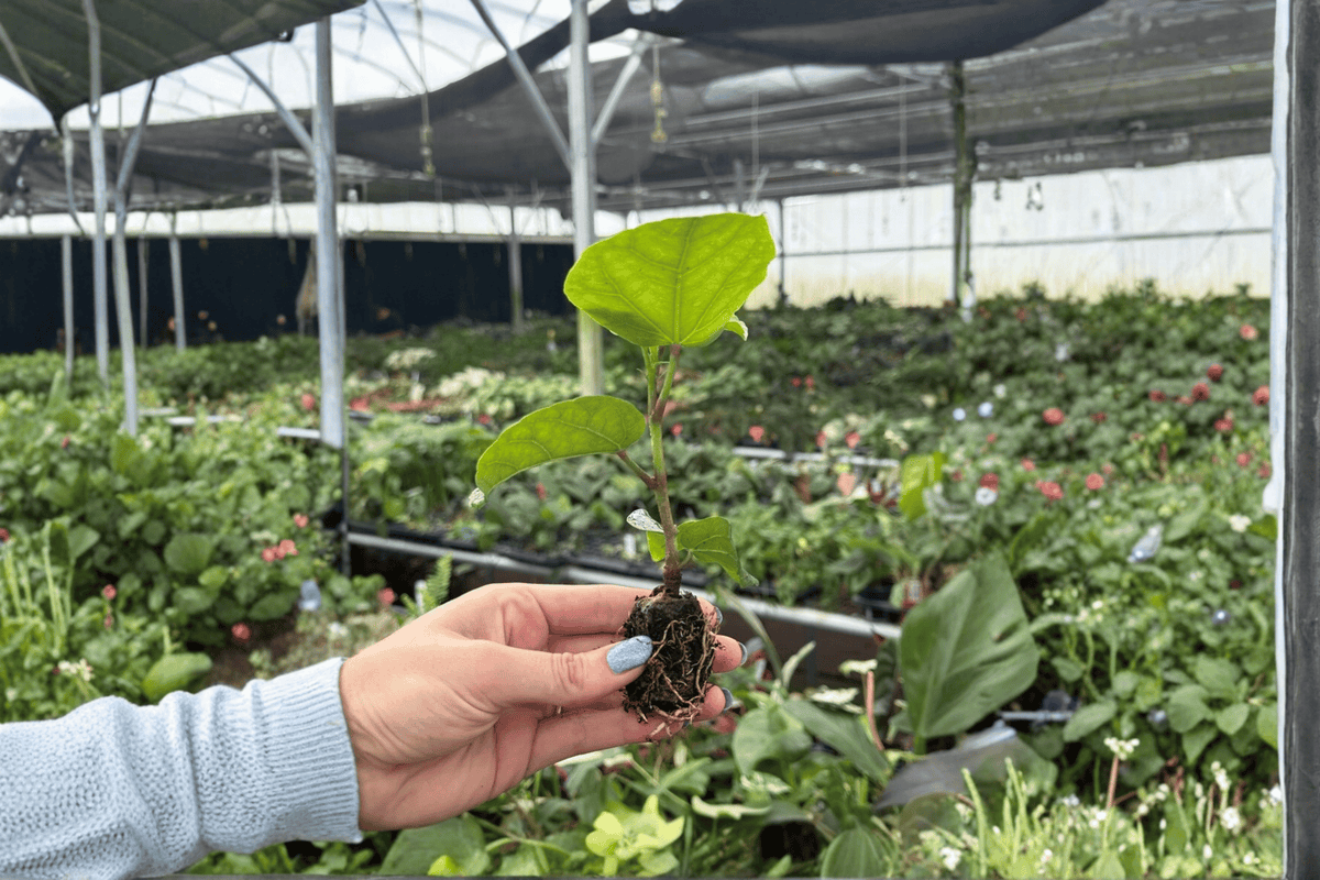 Red Planet Hibiscus 2 Live Starter Plants in Soil Pods – Hibiscus 'Red Planet' (No Pots)